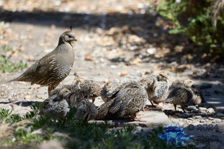 California Quail Week