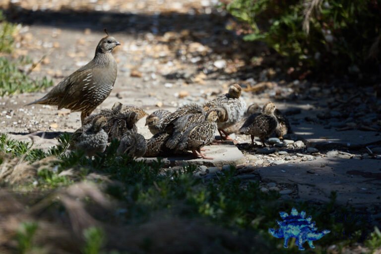 California Quail Week