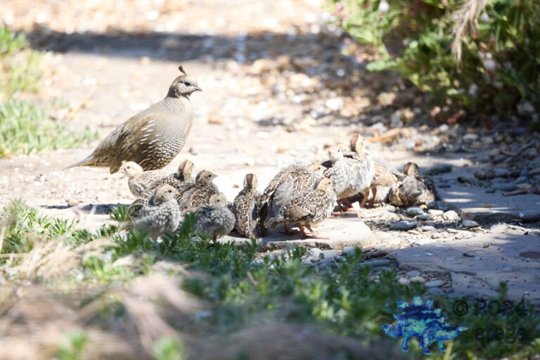 California Quail Week