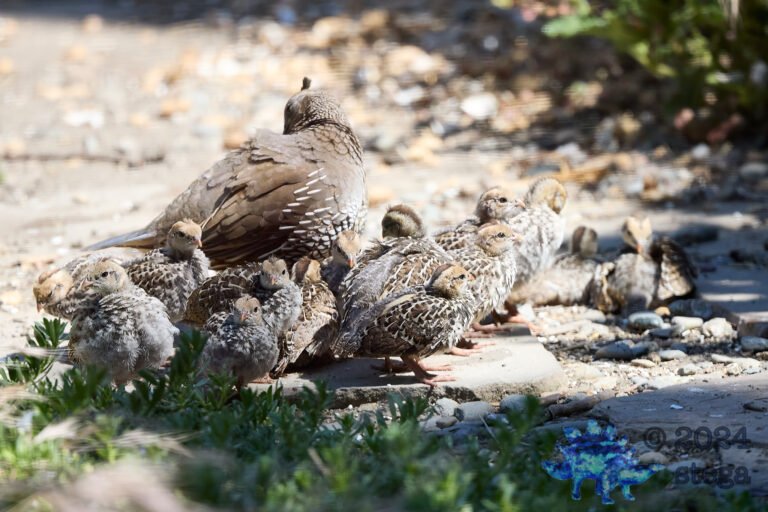 California Quail Week