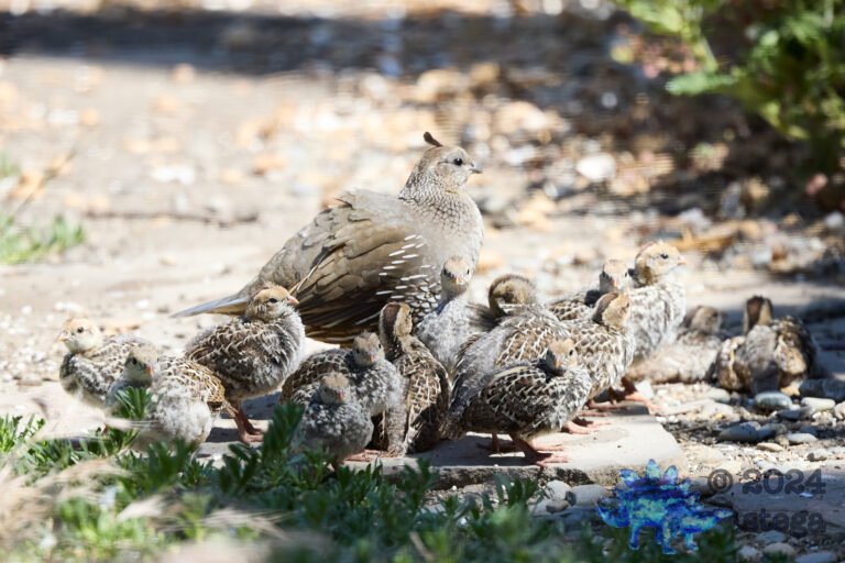 California Quail Week