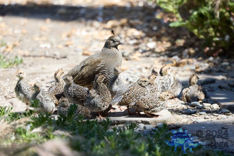 California Quail Week