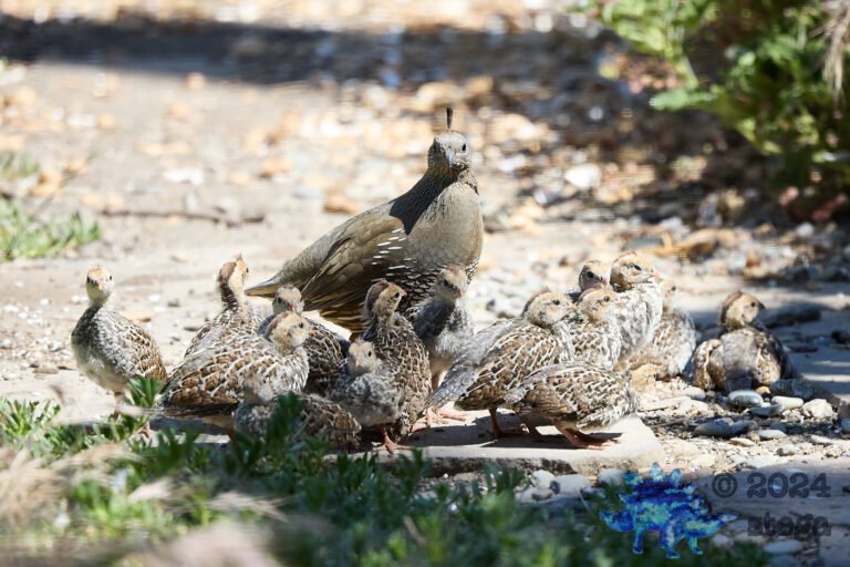 California Quail Week