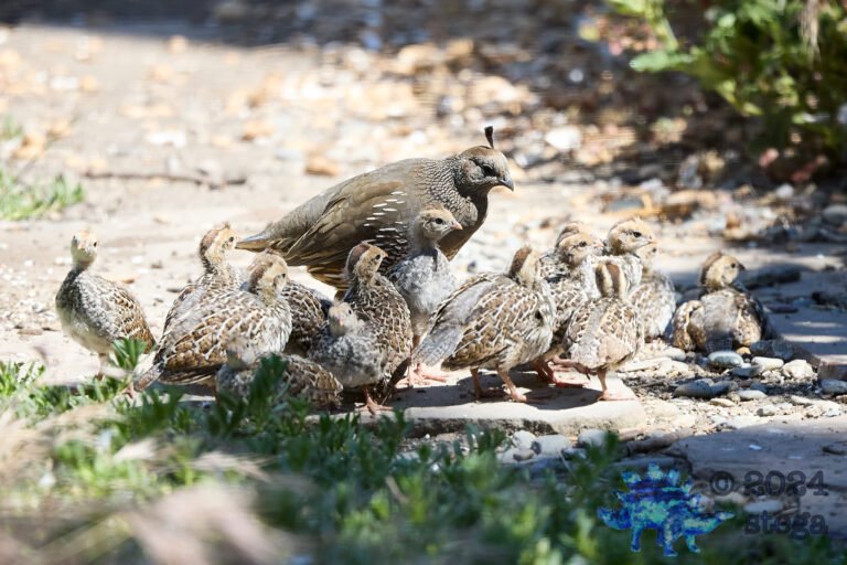California Quail Week