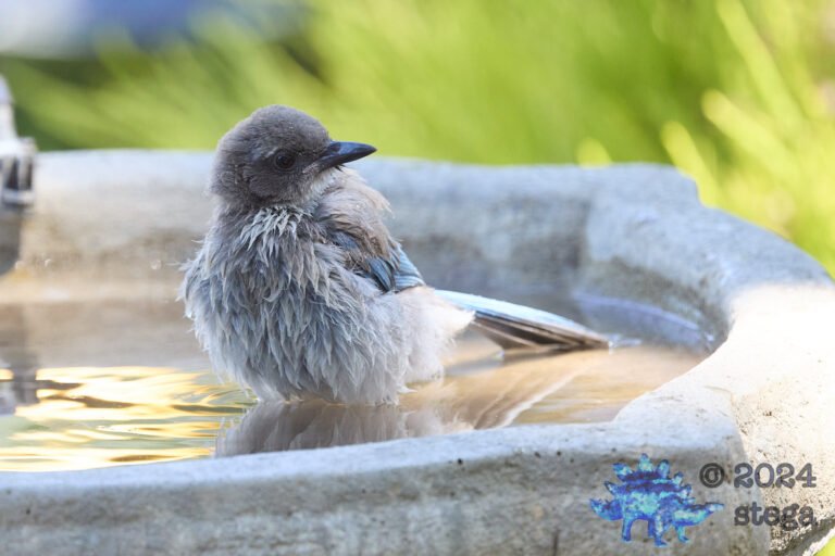 California Scrub Jay Week