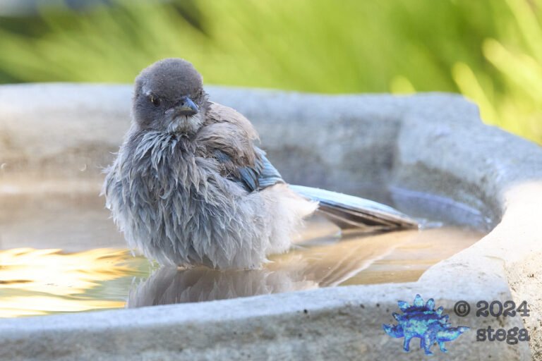 California Scrub Jay Week