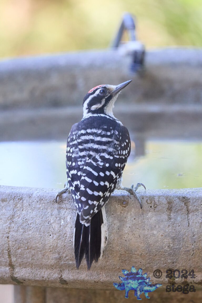 Nuttall’s Woodpecker