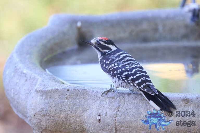 Nuttall’s Woodpecker