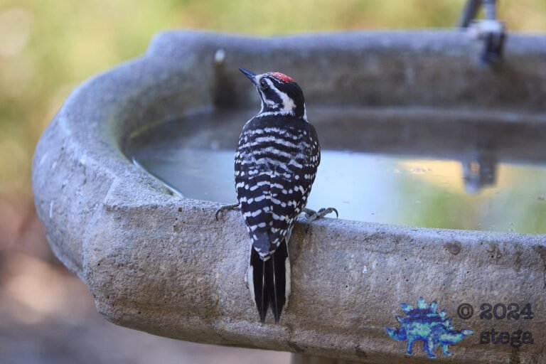 Nuttall’s Woodpecker