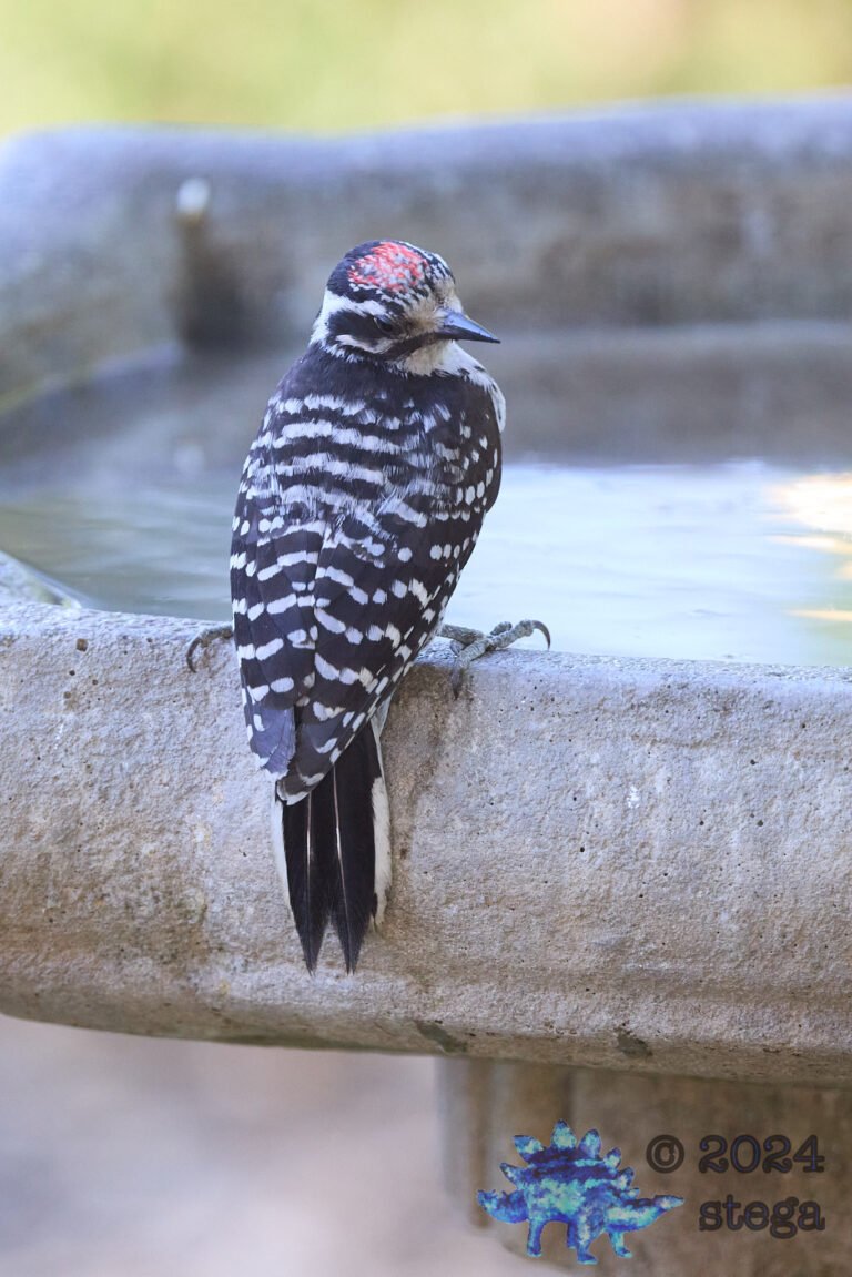 Nuttall’s Woodpecker