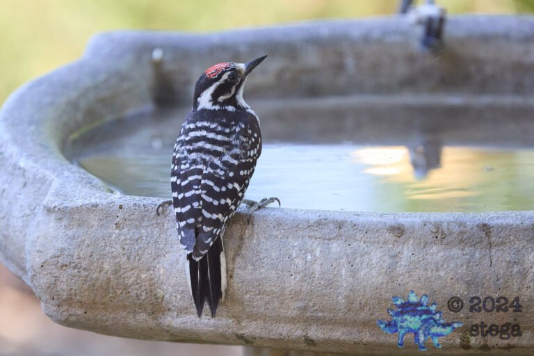 Nuttall’s Woodpecker