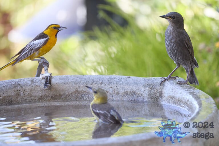 Bullock’s Oriole