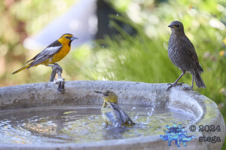 Bullock’s Oriole
