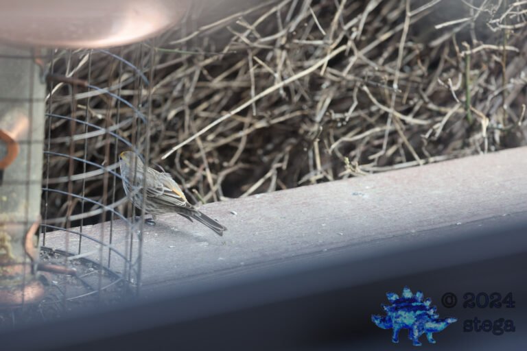 House Finch