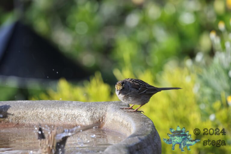 Gold-Crowned Sparrow