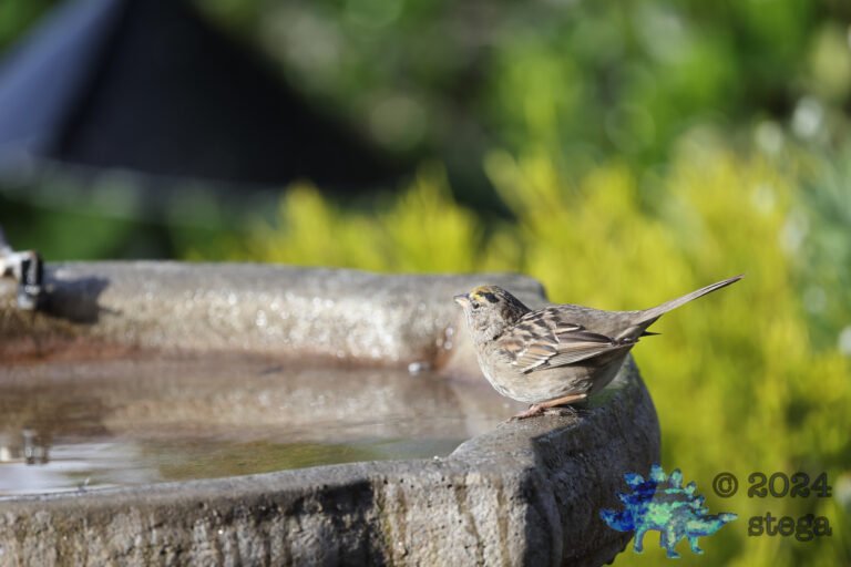 Gold-Crowned Sparrow