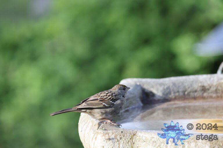 Gold-Crowned Sparrow