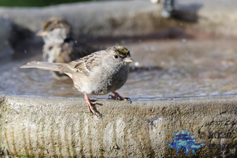 Gold-Crowned Sparrow