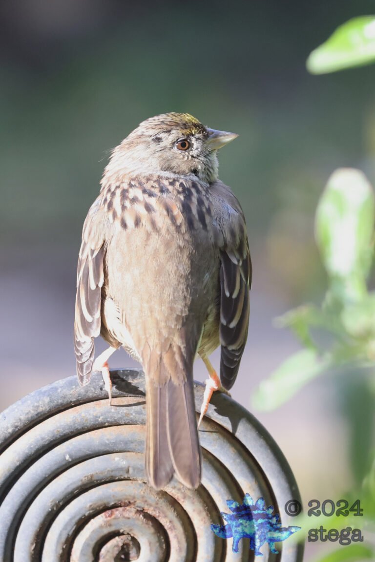 Gold-Crowned Sparrow