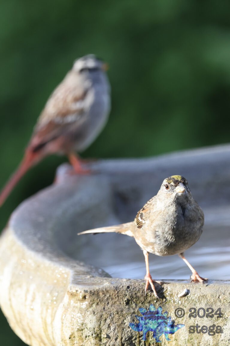 Gold-Crowned Sparrow