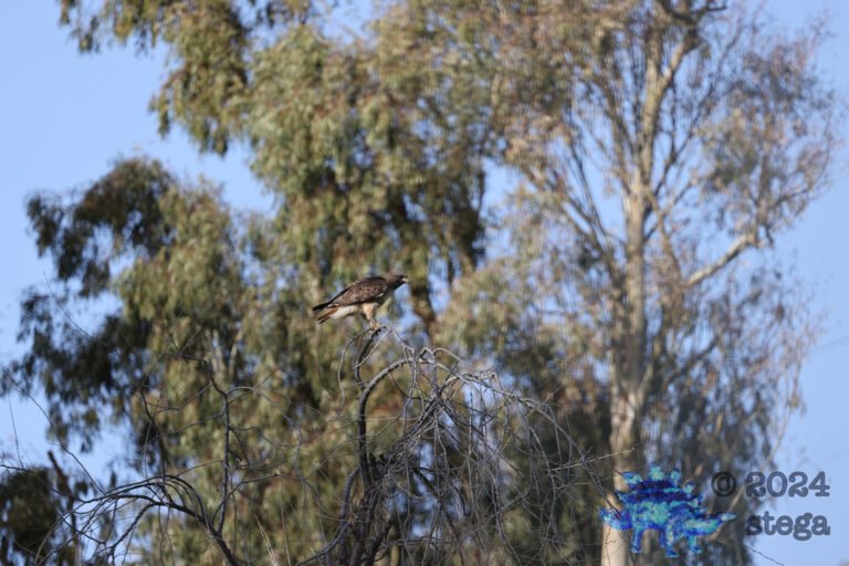 Red-Tailed Hawk