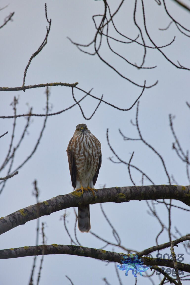 Cooper’s Hawk