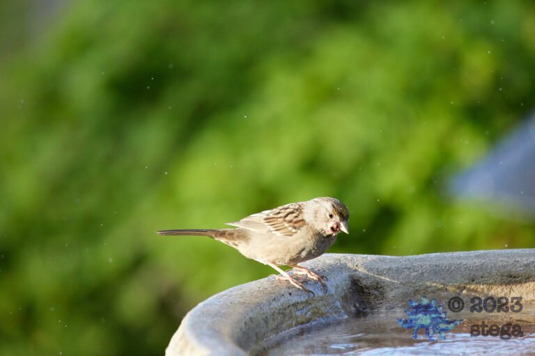 Sick Gold-Crowned Sparrow