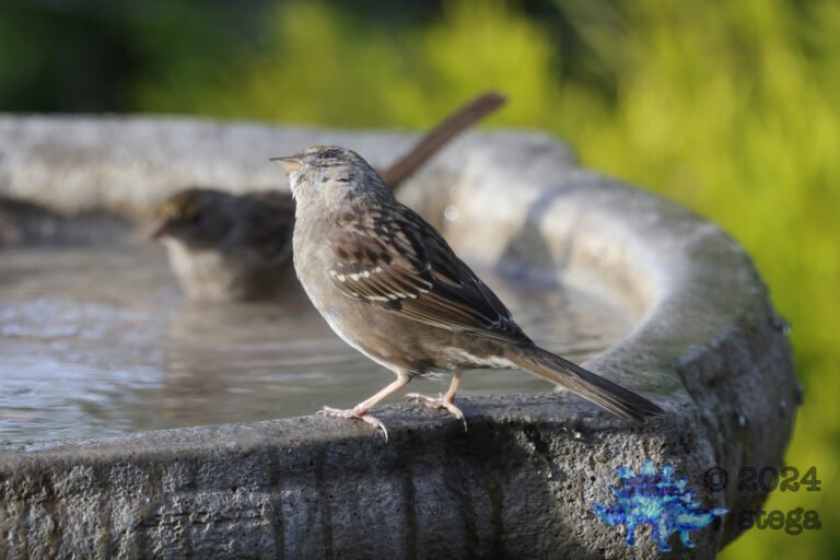 Gold-Crowned Sparrow