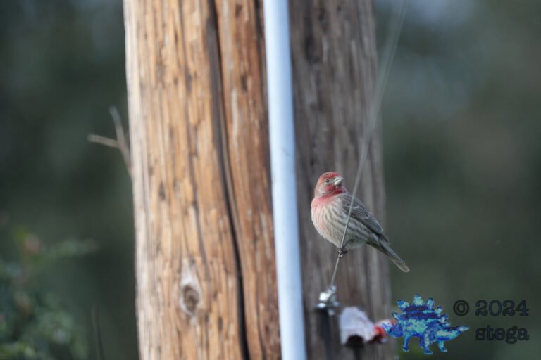 House Finch