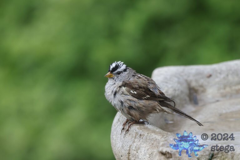 White-Crowned Sparrow