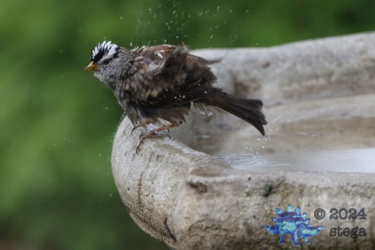 White-Crowned Sparrow