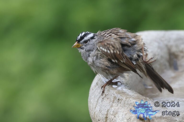 White-Crowned Sparrow