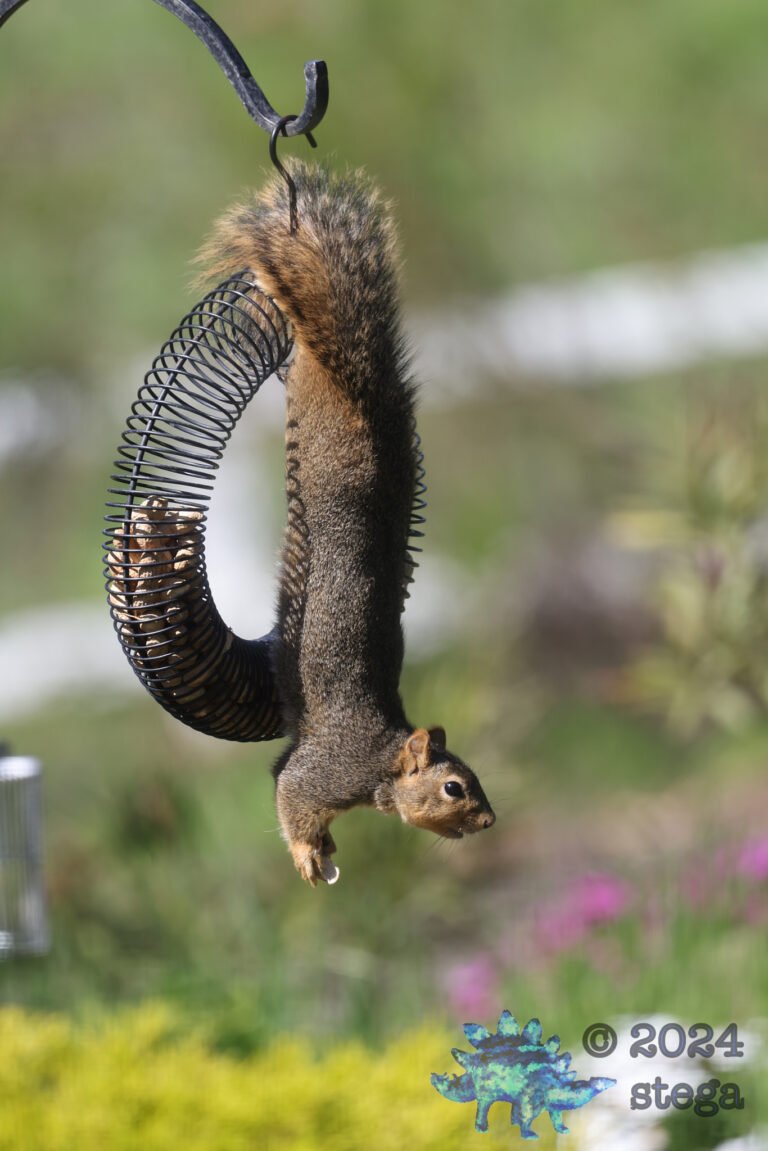 Fox Squirrel