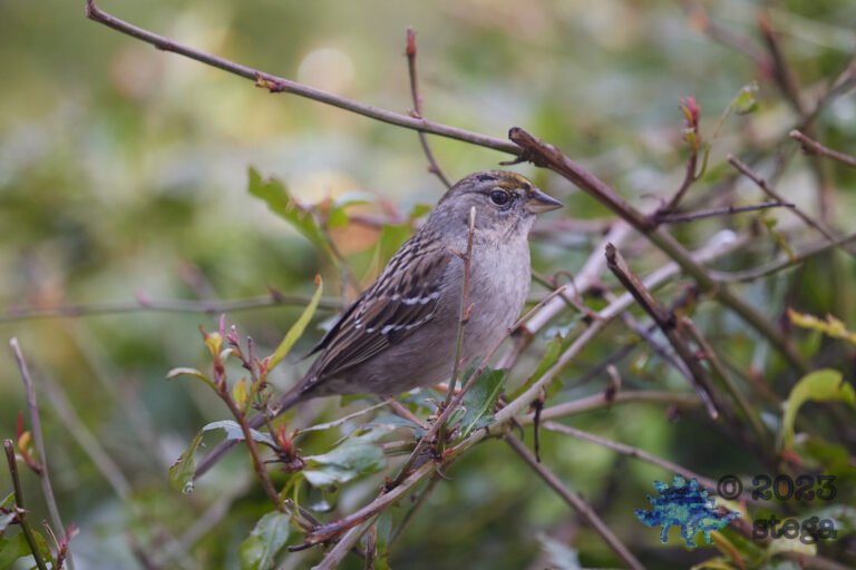 Gold-Crowned Sparrow