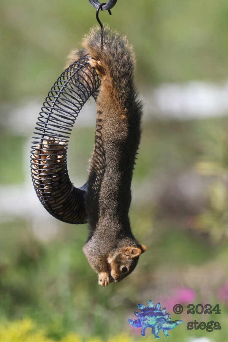 Fox Squirrel