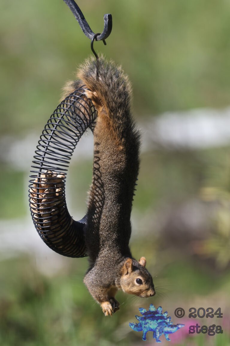 Fox Squirrel