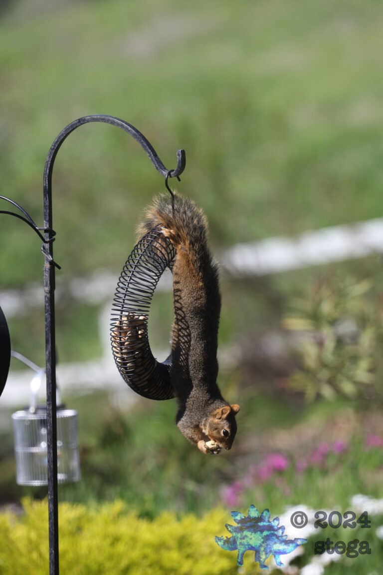 Fox Squirrel