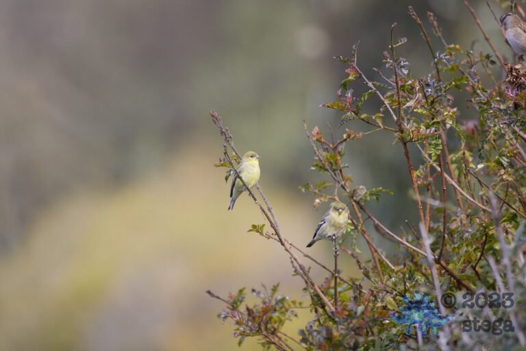 Lesser Goldfinches