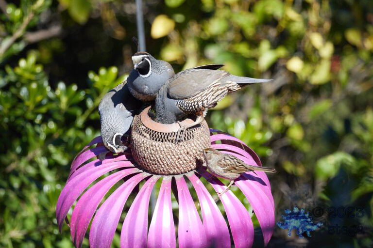California Quail