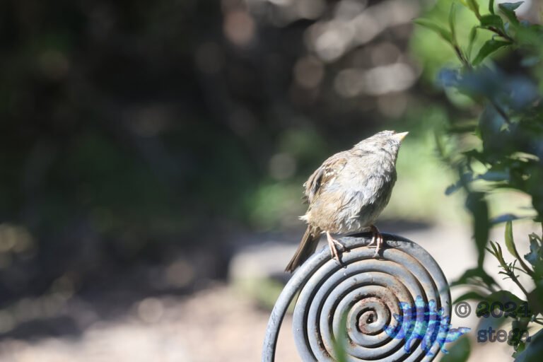 White-Crowned Sparrow