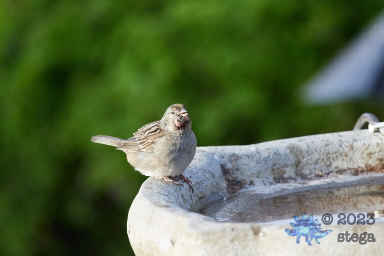 Sick Gold-Crowned Sparrow