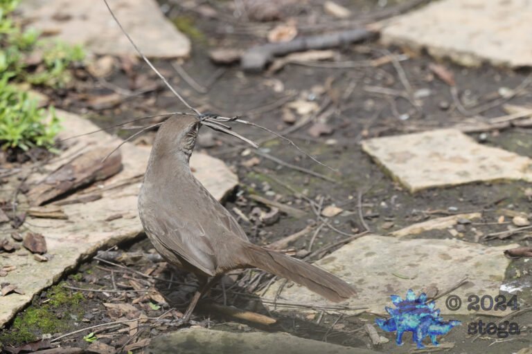 California Thrasher
