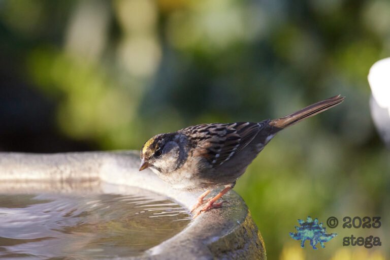 Gold-Crowned Sparrow