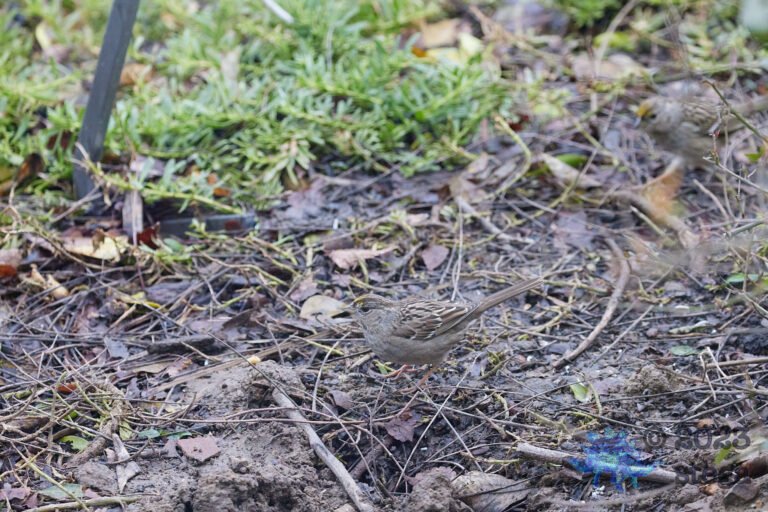 Gold-Crowned Sparrow