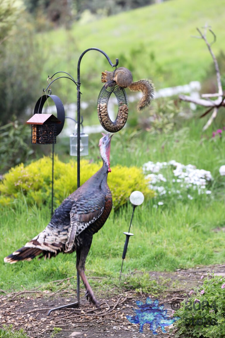 Turkey