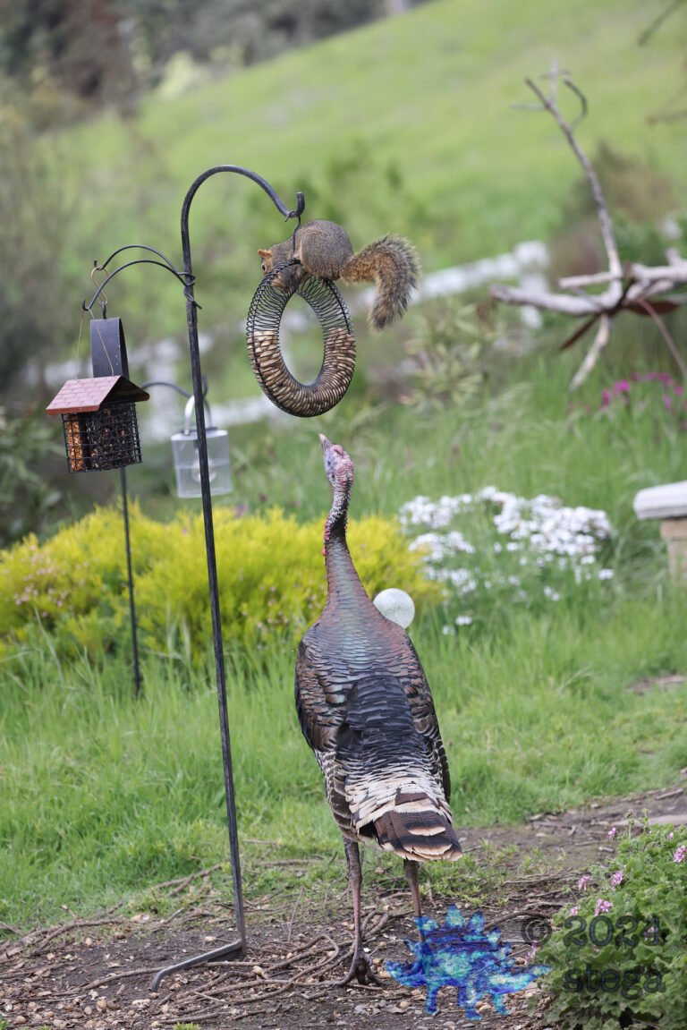 Turkey