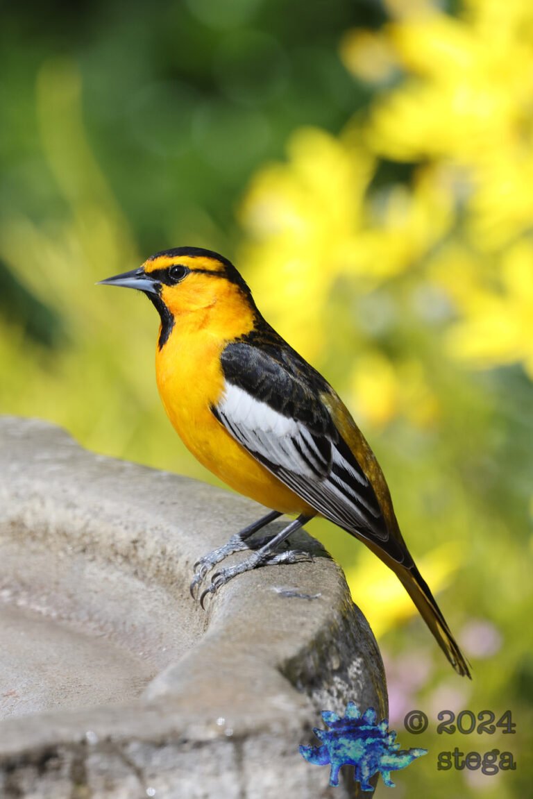 Bullock’s Oriole