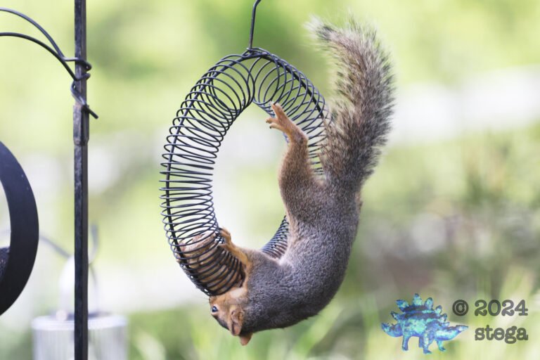 Fox Squirrel