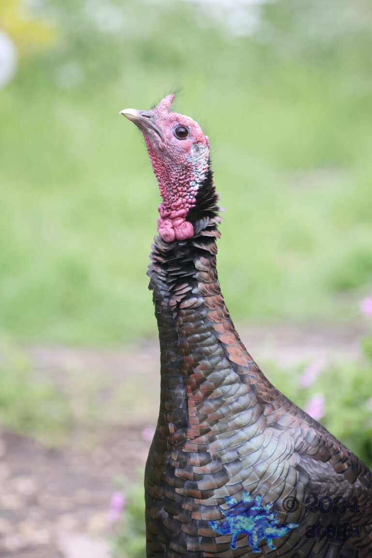Turkey