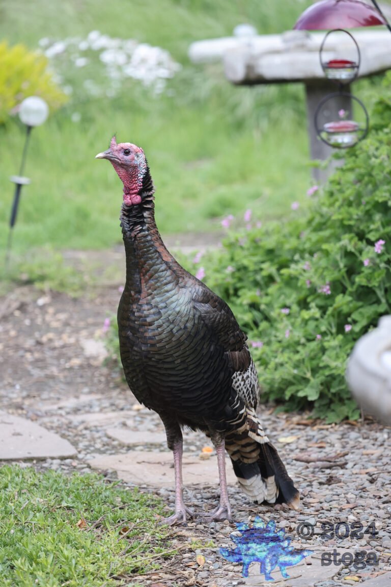 Turkey
